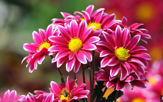 🌸 ramo de 7 flores artificiales un detalle que perdura en el tiempo 🌸